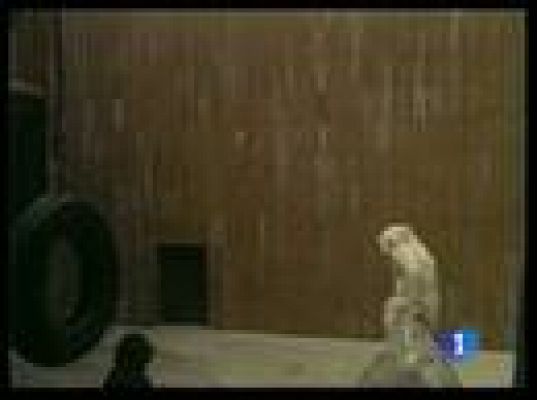  - Copito de Nieve tendrá su película