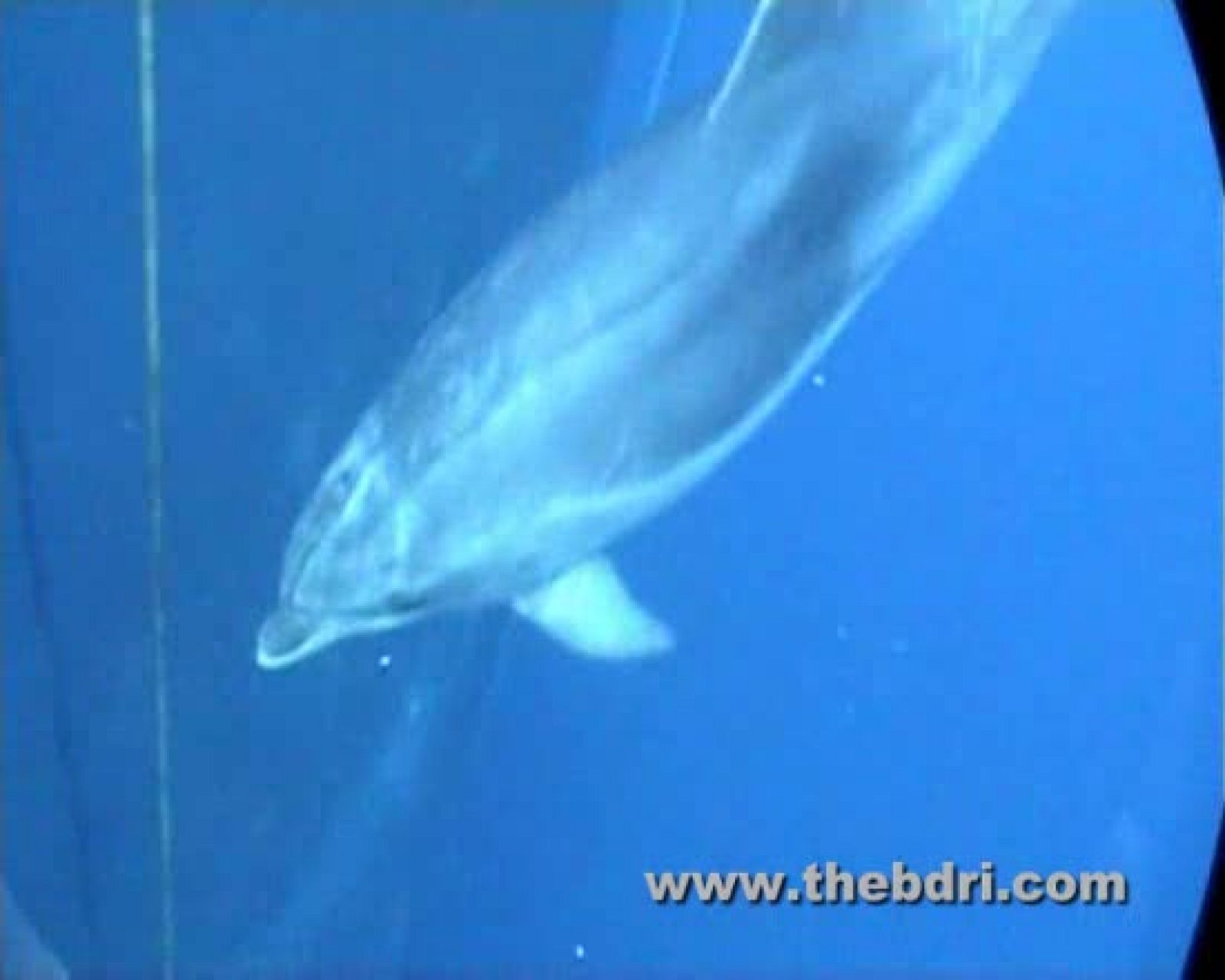 Sonidos pulsátiles de los delfines para evitar agresiones físicas