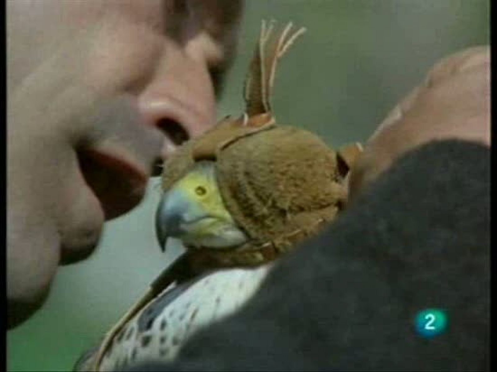 Félix Rodríguez de la Fuente nos enseña los elementos básicos para practicar la cetrería, el adiestramiento de los halcones. Entre ellos sobresale la capucha, fabricada a mano, con patrones medievales.