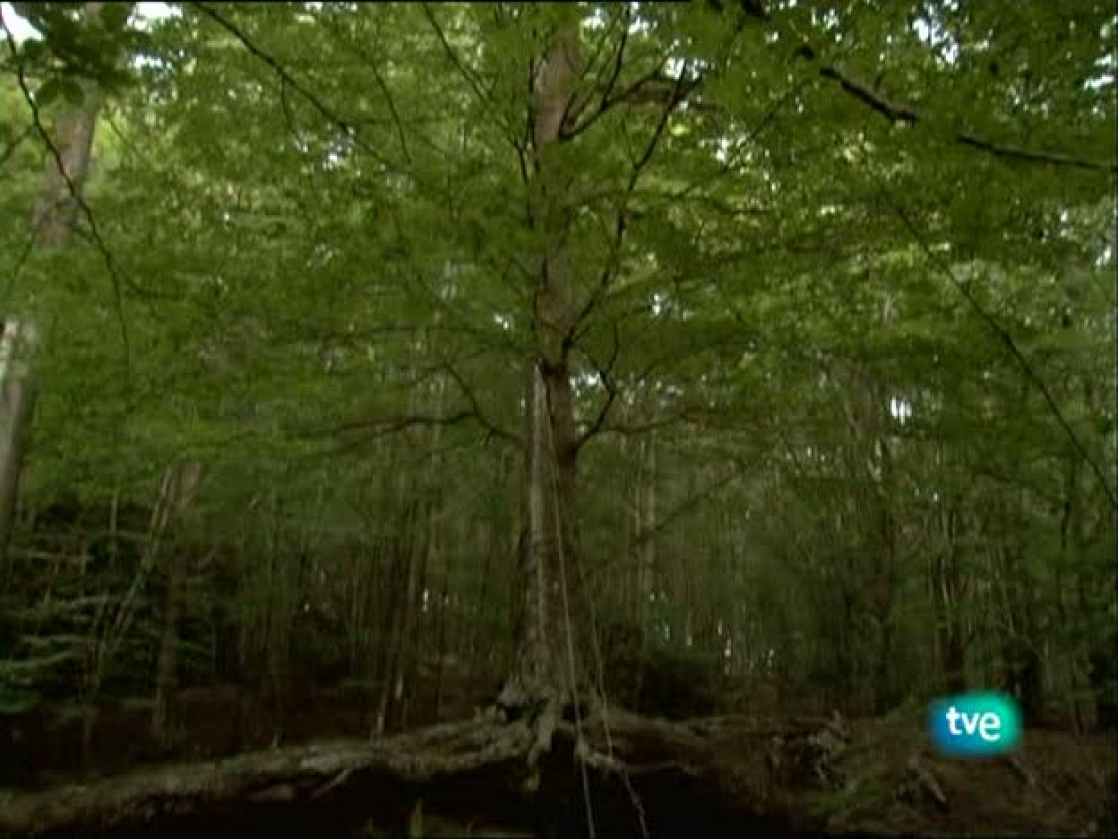 Metrópolis - Ana Laura Aláez - Metrópolis | Ver