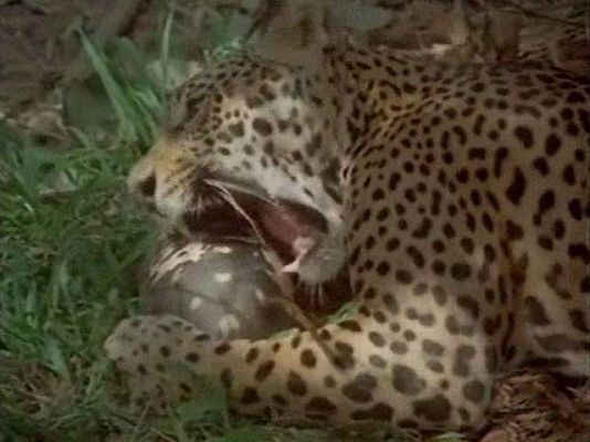 Jaguar, rey de la selva venezolana