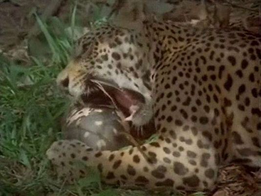El hombre y la Tierra - Jaguar, rey de la selva venezolana