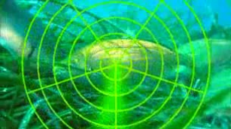  La grave situación de los corales del Cantábrico