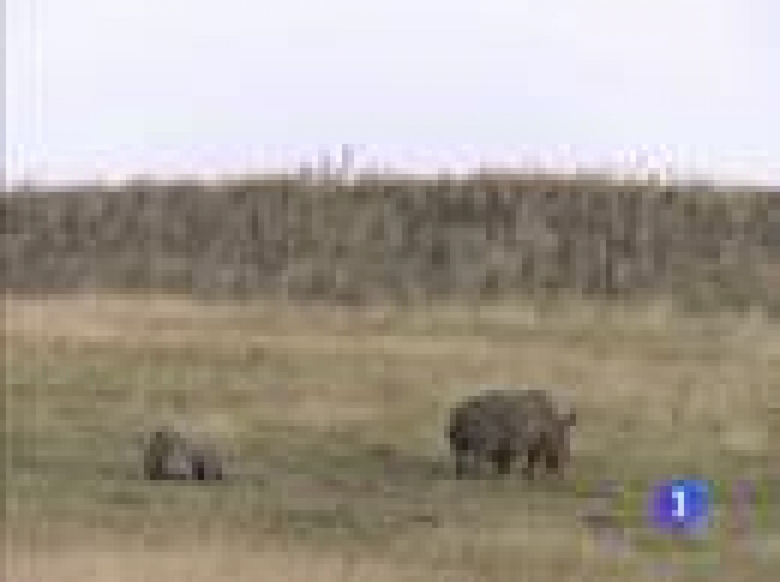 Españoles en el mundo - Durban - Ángel | Ver