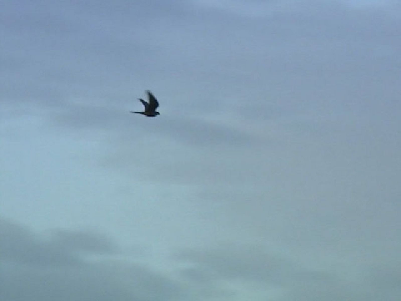 El parque natural junto a la bahía de Alcudia en Mallorca está en peligro - Ciencia y tecnología en Rtve.es | Ver