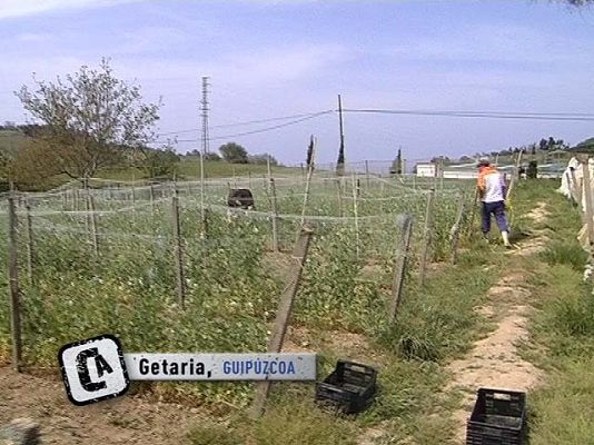 Comando Actualidad - Guisante de lágrima