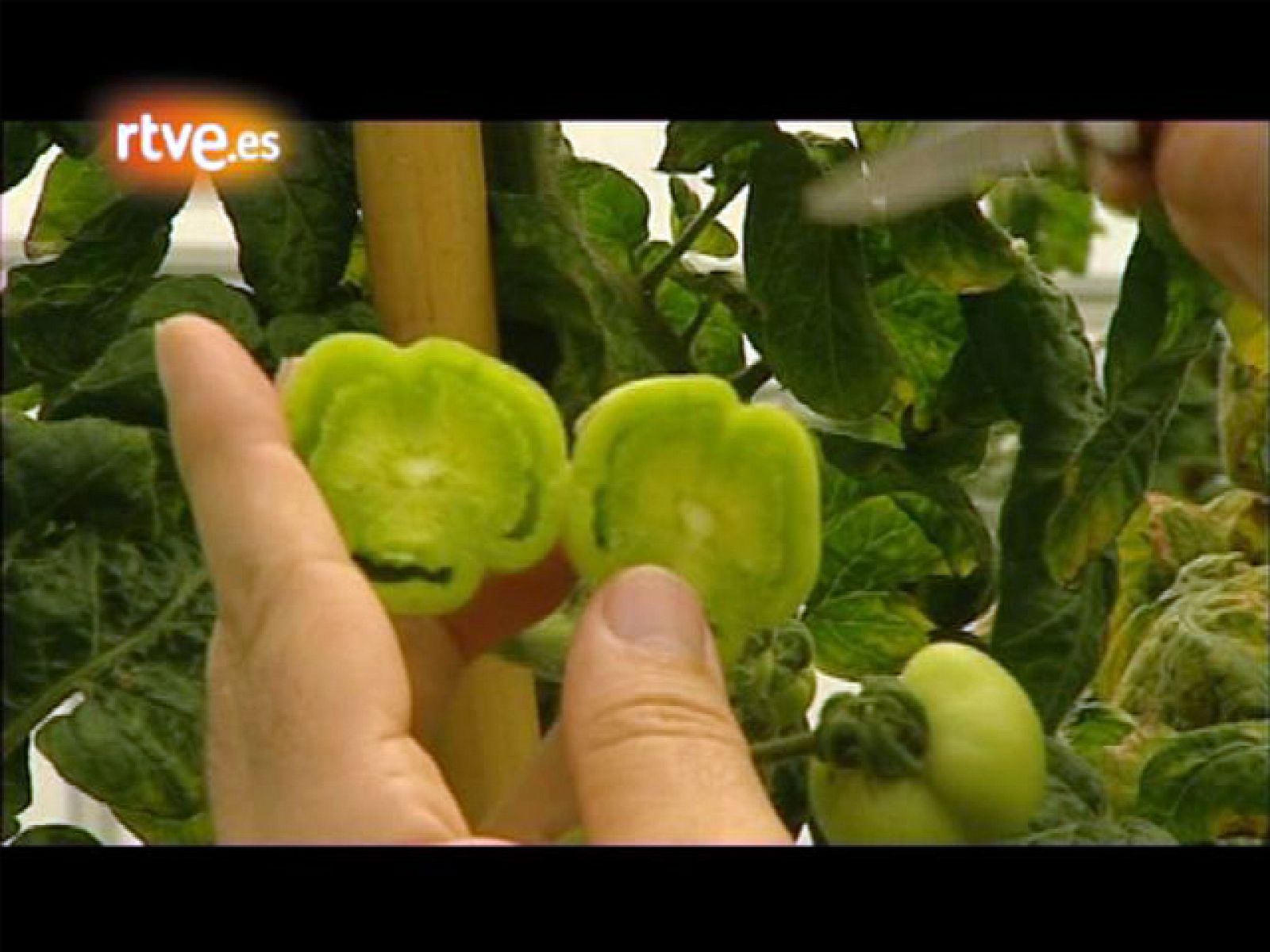 Crónicas - ¿Tomates sin semilla?