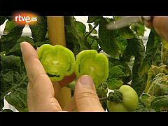Crónicas - ¿Tomates sin semilla?