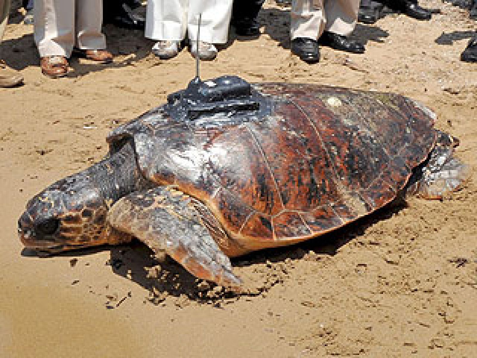 La Reina, con las tortugas bobas de Zakintos