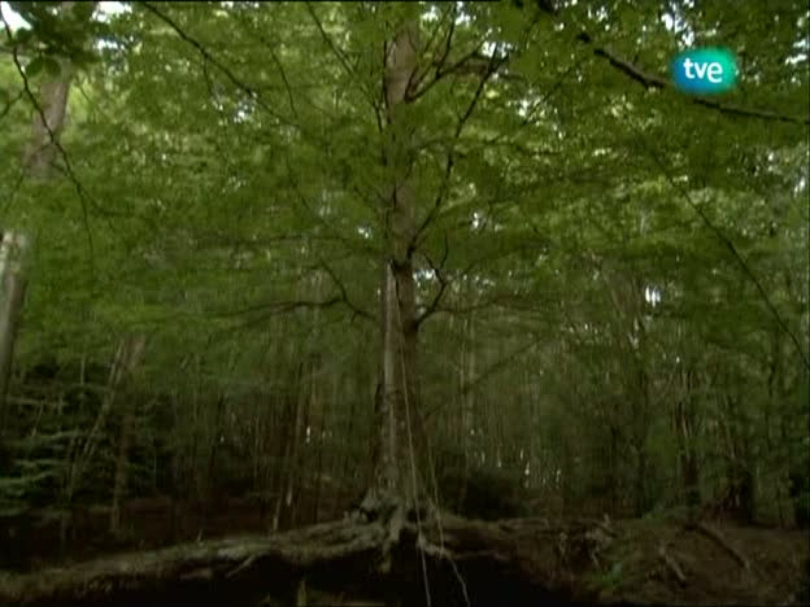 Metrópolis - El Sol 2010 - Metrópolis | Ver