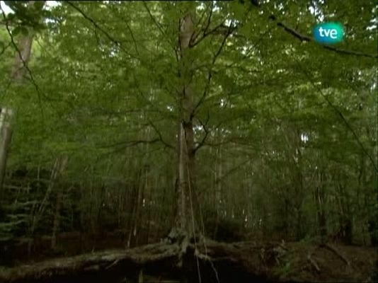 Metrópolis - El Sol 2010