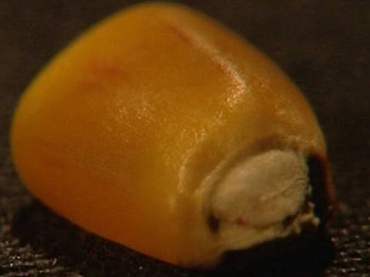 Crónicas - Transgénicos