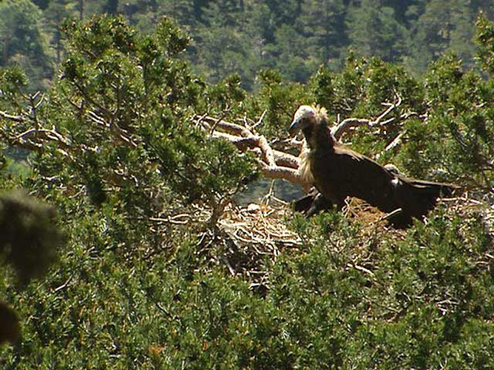 En España se encuentra una de las reservas de Buitre Negro más importantes de Europa - Ciencia y tecnología en Rtve.es | Ver