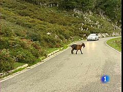 Los accidentes de tráfico provocados por animales domésticos han aumentado