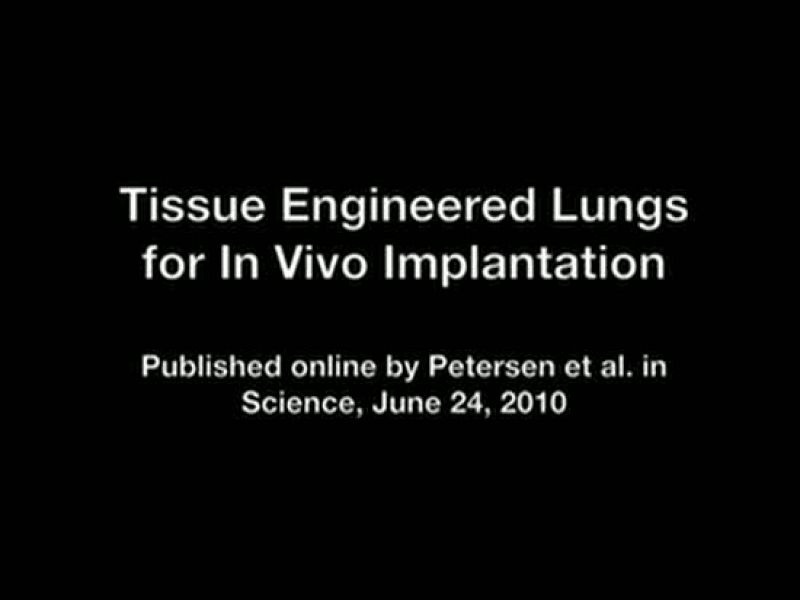 Vídeo explicativo en el que se narra el proceso de 'descelularización' mediante el cual se logra crear un órgano que es aceptado por el organismo de la rata. El pulmón funcionó en la rata durante dos horas.