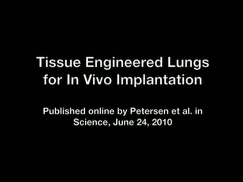  Vídeo explicativo en el que se narra el proceso de 'descelularización' mediante el cual se logra crear un órgano que es aceptado por el organismo de la rata. El pulmón funcionó en la rata durante dos horas.