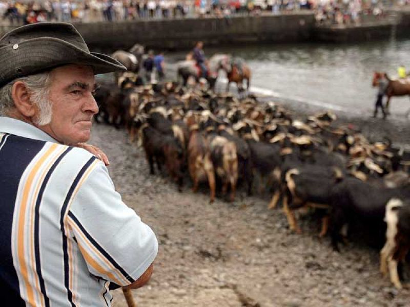  La purificación del ganado