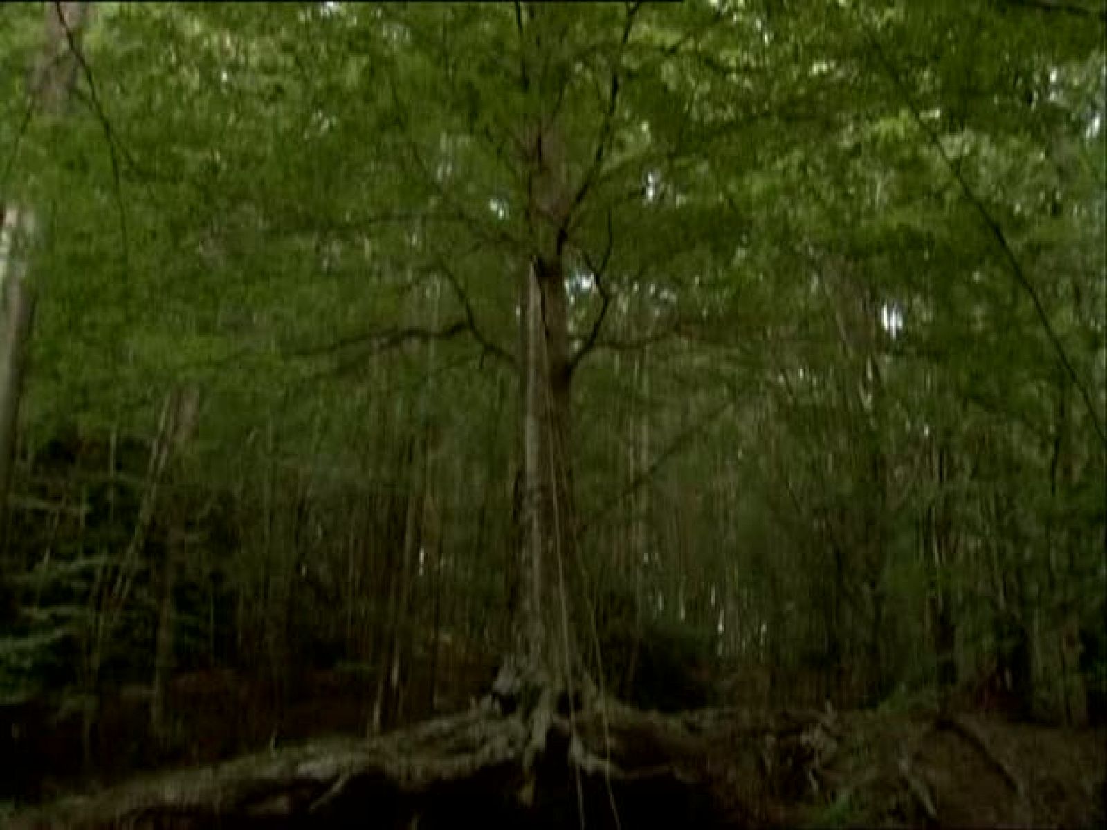 Metrópolis - Arte sonoro - Metrópolis | Ver