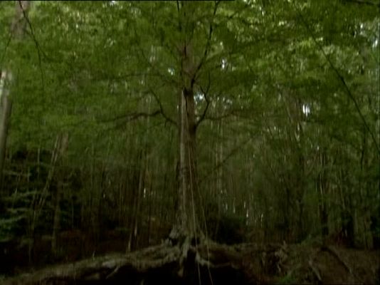 Metrópolis - Arte sonoro