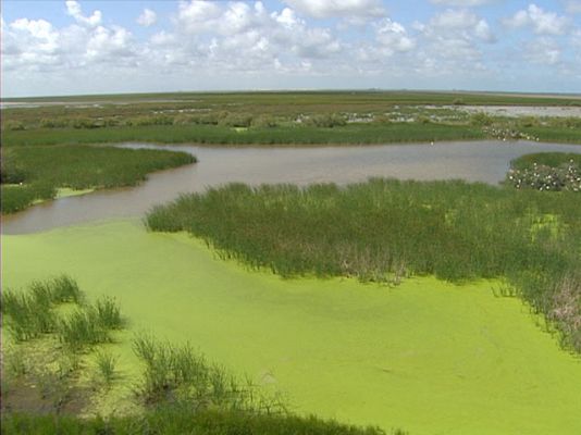 Los males de Doñana