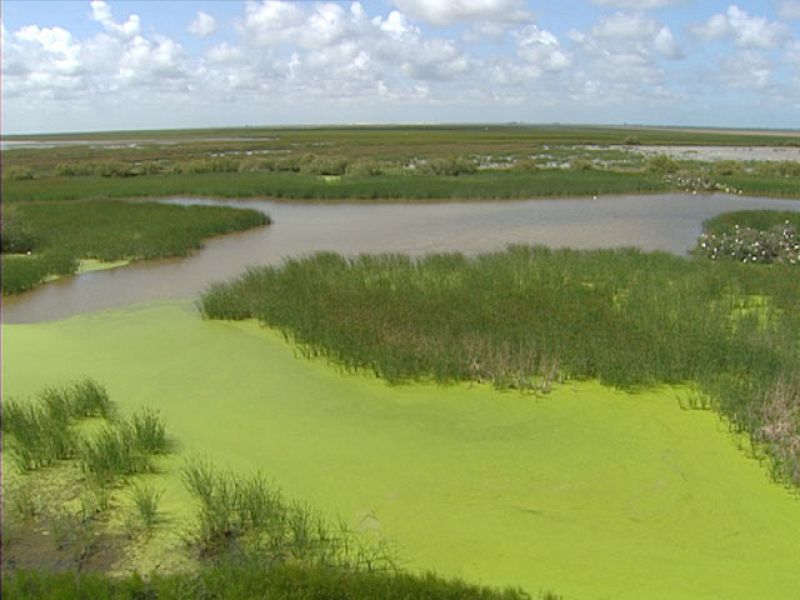 Los males de Doñana