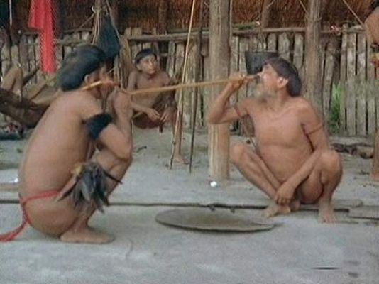 El yopo, la droga de los Yanomamos