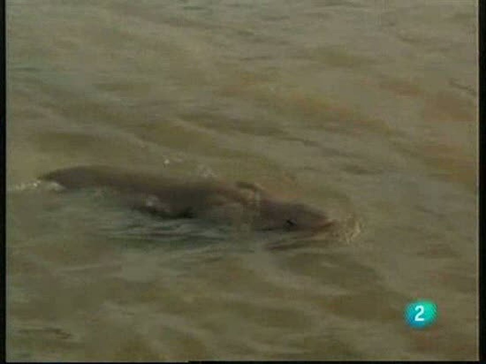 Teo, la nutria amiga de Félix Rodríguez de la Fuente