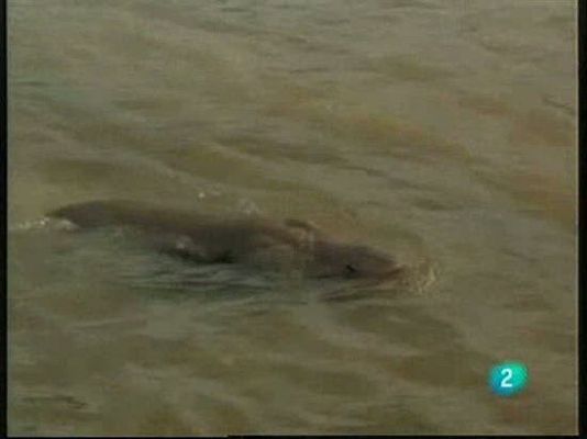 El hombre y la Tierra - Teo, nutria amiga de Félix Rod.