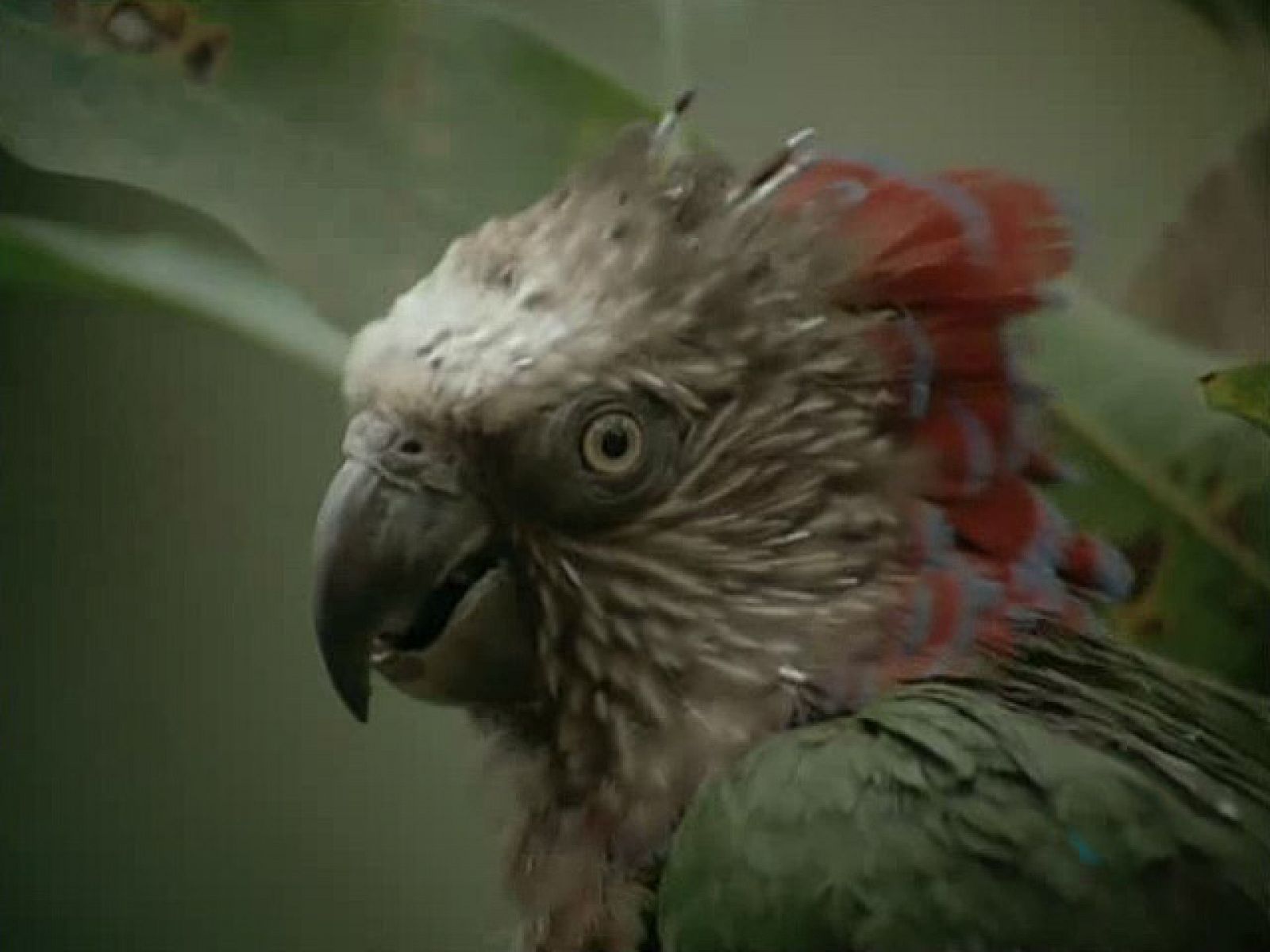 El hombre y la tierra - El paraíso de las aves