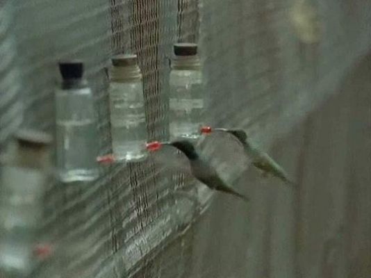 El hombre y la Tierra - Cría de los tucucitos en Venezuela