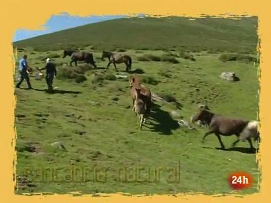 Natural - El tráfico de animales