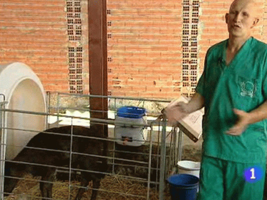 Ciencia y tecnología en Rtve.es - Dolly cumple 14 años