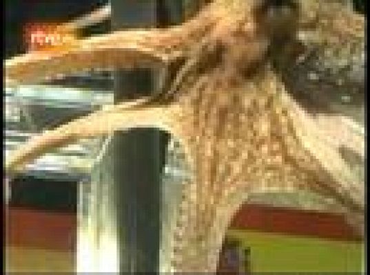  - El pulpo Paul apuesta por España