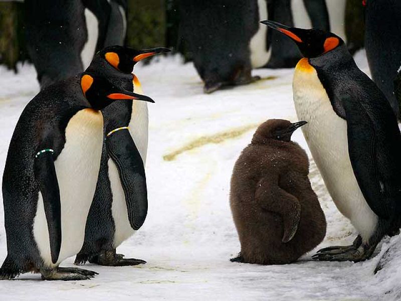  ¿Cómo soportan el calor los animales?