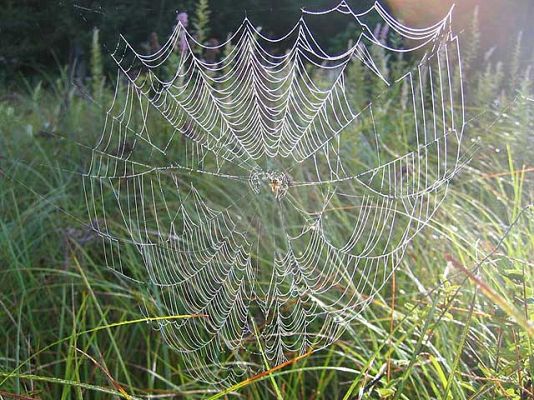 Ciencia y tecnología en Rtve.es - As�� es la seda de las arañas