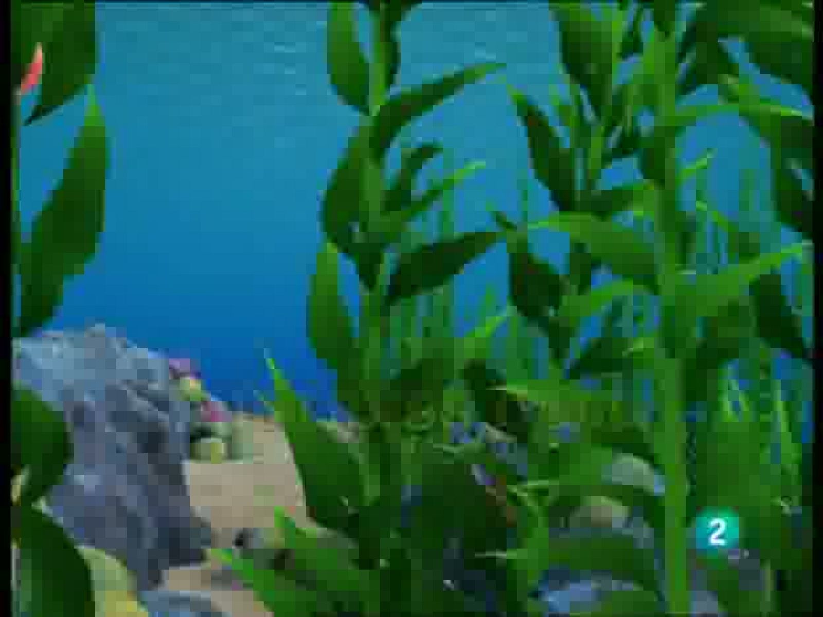 ¡Bucea Olly! - Bucea Olly | Ver