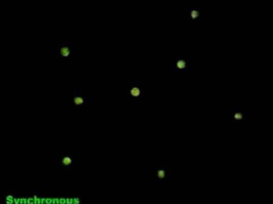 Ciencia y tecnología en Rtve.es - Experimento con luciérnagas