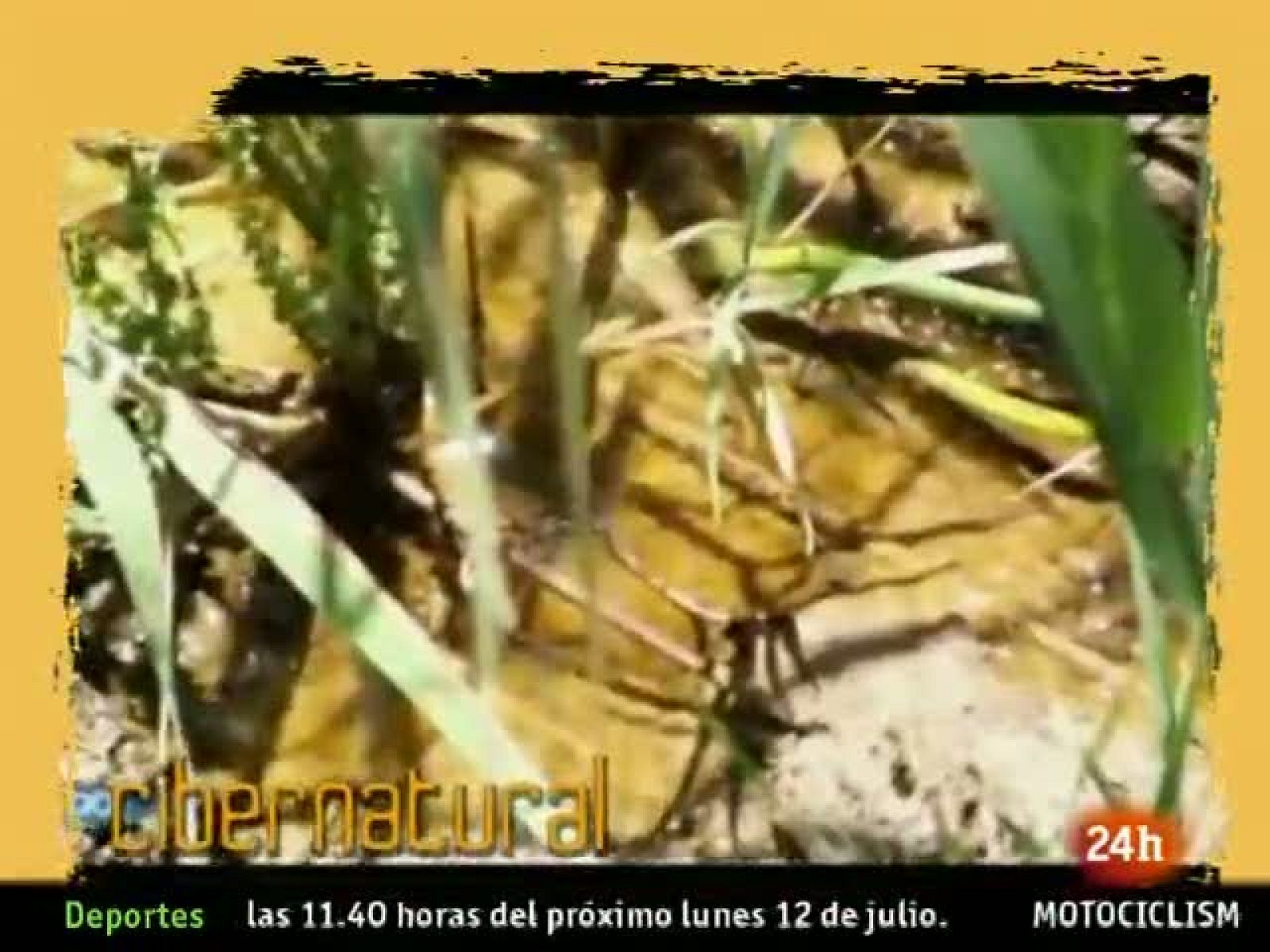 NATURAL: El microcosmos de las Tablas de Daimiel. (09/07/10)