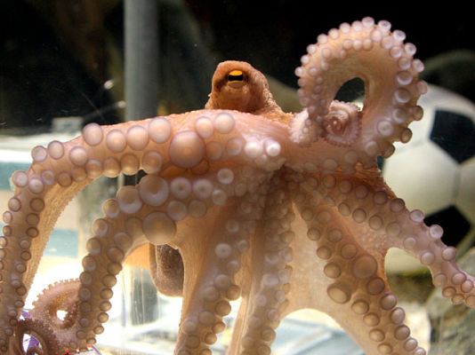  - La fiebre del pulpo llega a España