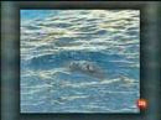  - Los delfines creen que gana España