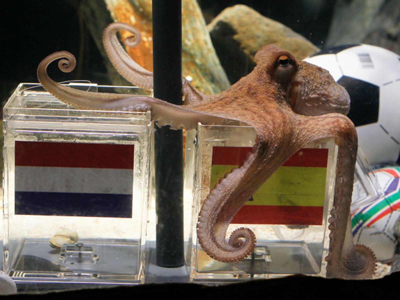 El pulpo  Paul, que vive en el acuario de Oberhausen, ya es mítico en España