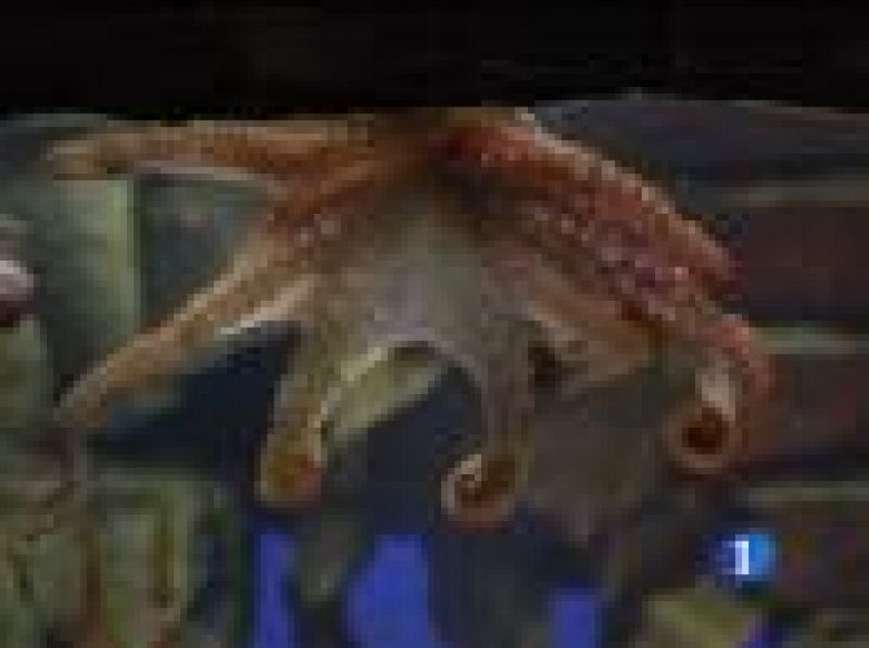 El pulpo  Paul, que vive en el acuario de Oberhausen, ya es mítico en España