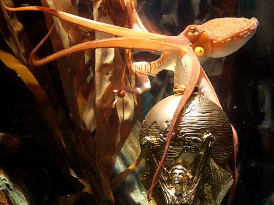  - El pulpo, Jabulani y las vuvuzelas