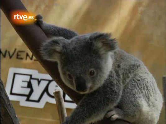 El primer koala nacido en España