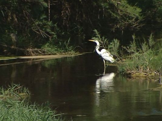 Daimiel recupera su biodiversidad