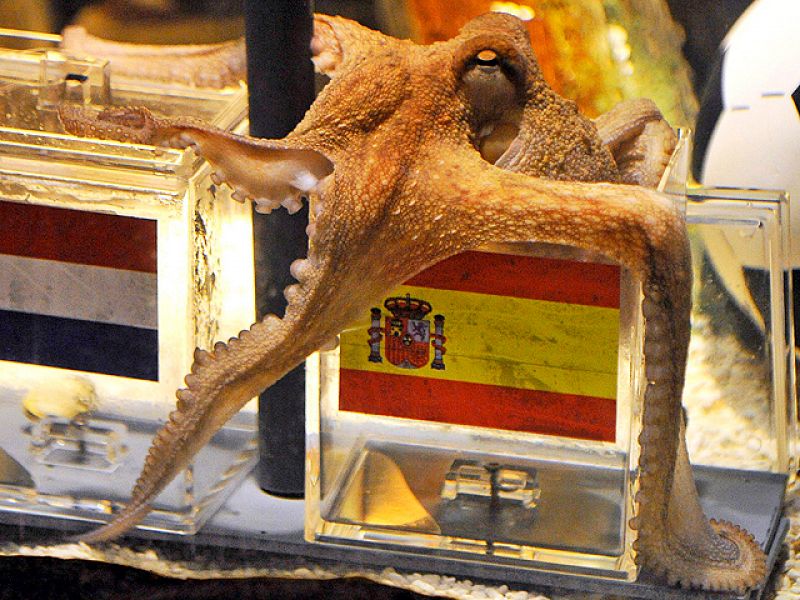 El pulpo más famoso del mundo, el pulpo Paul no abandonará su acuario en Alemania a pesar de los esfuerzos del zoo de Madrid por fichar al molusco.
