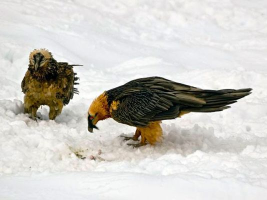 Informe Semanal - Pájaro de barro regresa a los picos
