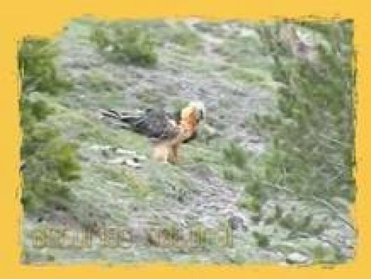 Natural - La recuperación de las especies