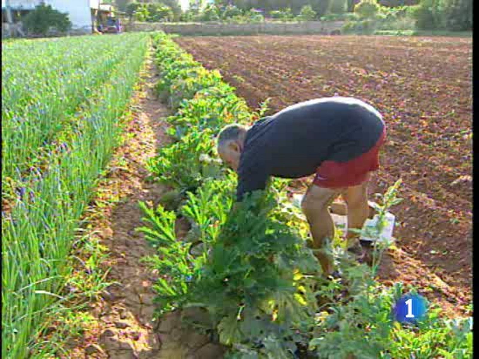 La superficie dedicada a la agricultura ecológica en España ha aumentado un 33 por ciento en un año