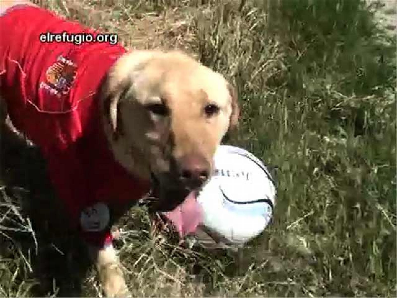 Los perros abandonados de 'El refugio' con la Roja